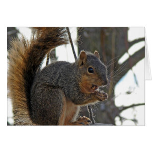 Cartão Um Esquilo