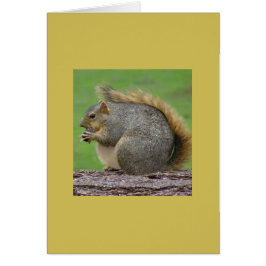 Cartão Um esquilo muito gordo