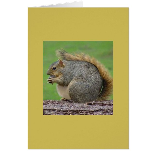 Cartão Um esquilo muito gordo (Frente)