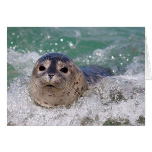 Cartão Um filhote de foca surfando