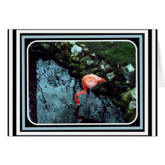 Cartão Um flamingo solitário