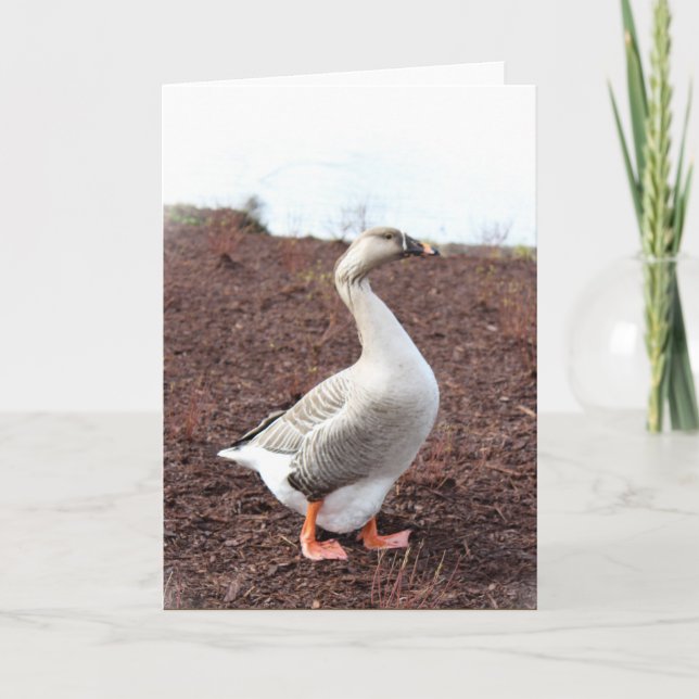 Cartão Um ganso de parque (Frente)