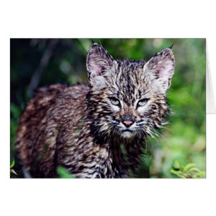 Cartão Um gatinho pequeno molhado do lince