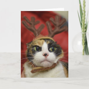 Cartão Um gato vestindo galhadas de renas