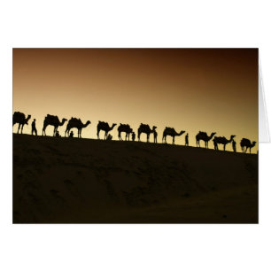 Cartão Um grupo de pastores de camelos com seus camelos