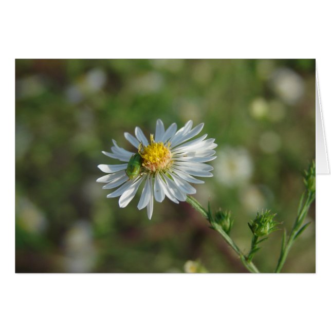 Cartão Um Inseto verde em uma flor branca (Frente Horizontal)