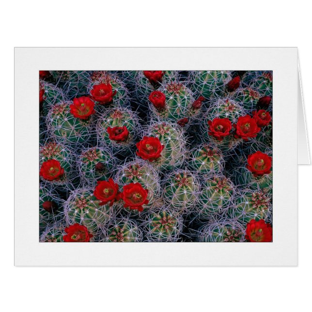 Cartão "Um Jardim Rosa do Deserto" (Frente horizontal)