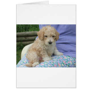 Cartão Um lindo cãozinho de cavapoo olhando seu caminho,