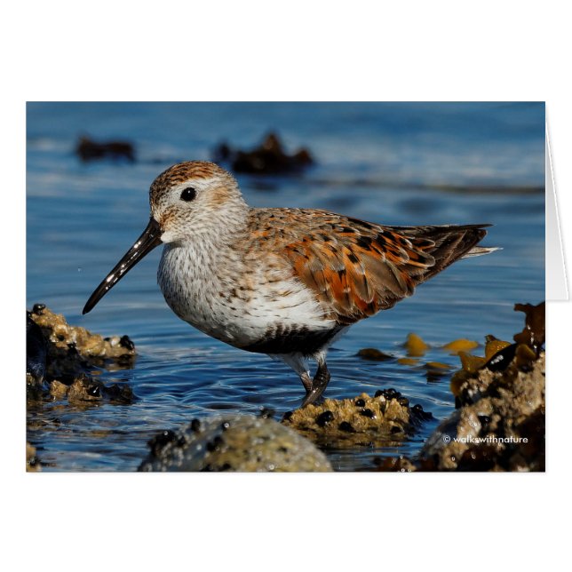 Cartão Um lindo Dunlin vira uma placa solitária (Frente Horizontal)