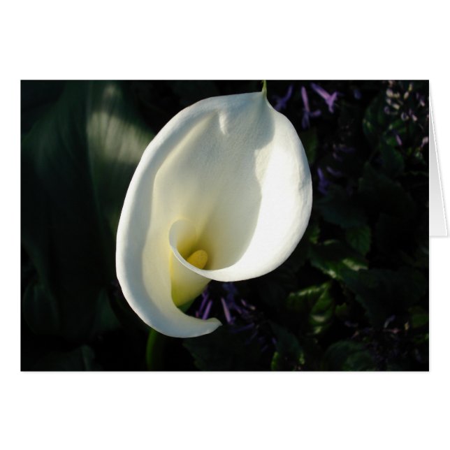 Cartão Um lírio do vale (Frente Horizontal)