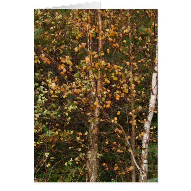 Cartão Um motim da cor (Frente)