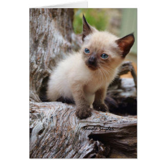 Cartão Um mundo grande do ina pequeno do gatinho