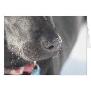 Cartão Um nariz no inverno