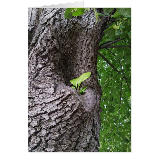 Cartão Um novo galho (Frente)