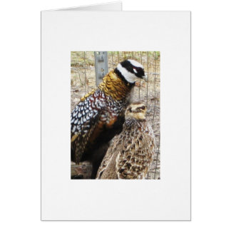 Cartão Um par de faisão de Reeves