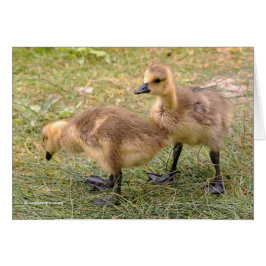 Cartão Um par de goslings gansos gansos do Canadá