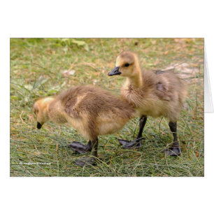 Cartão Um par de goslings gansos gansos do Canadá
