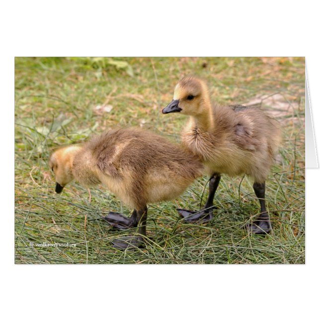 Cartão Um par de goslings gansos gansos do Canadá (Frente Horizontal)