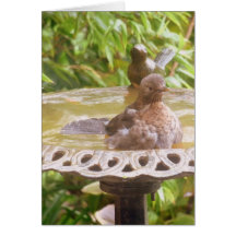 Um Pássaro Na Banheira