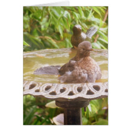 Cartão Um Pássaro Na Banheira