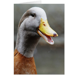 CARTÃO UM PATO DÂNDI