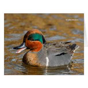 Cartão Um Pato Marreco de Asa Verde Falador no Lago