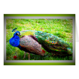Cartão Um pavão bonito
