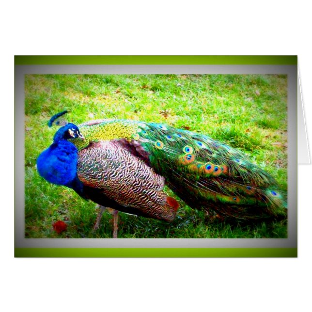 Cartão Um pavão bonito (Frente Horizontal)