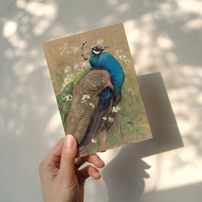 Cartão Um Pavão e Margueritas | Edwin John Alexander (Criador carregado)