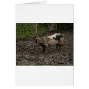 Cartão Um porco na lama