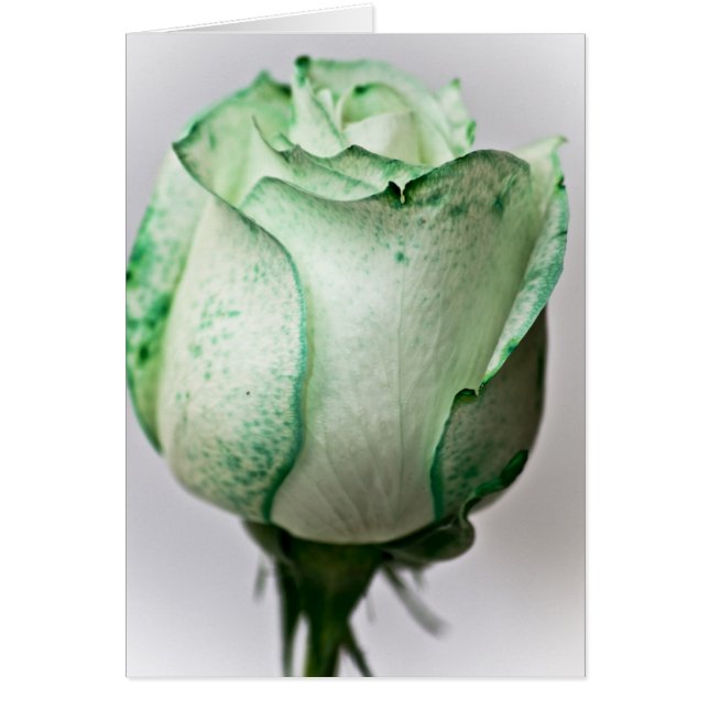 Cartão Um pouco de irlandês num Rosa (Frente)