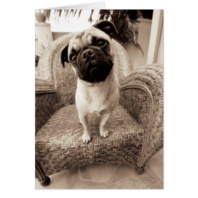 Cartão Um Pug com a Cabeça Titular ao Lado (Frente)