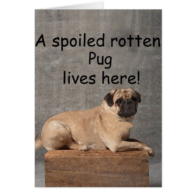 Cartão Um Pug Rotten mimado vive aqui (Frente)