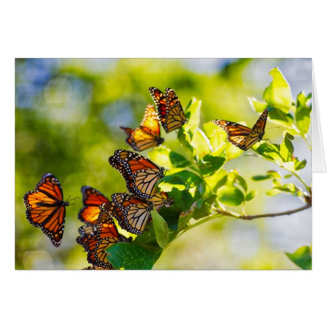 Cartão Um recolhimento de borboletas de monarca (Frente Horizontal)