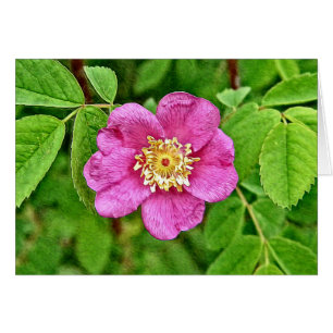 Cartão Um Rosa selvagem