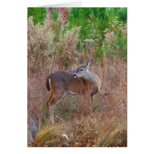 Cartão Um veado na grama alta (Frente)