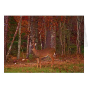 Cartão Um veado no lago Arrohouad