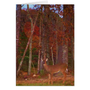 Cartão Um veado no lago Arrohouad