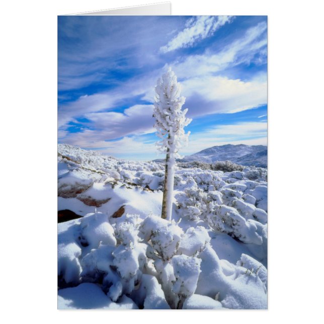 Cartão Um yucca coberto de neve (Frente)