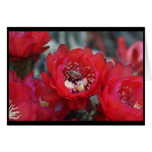 Cartão Uma abelha e um cacto (Frente Horizontal)