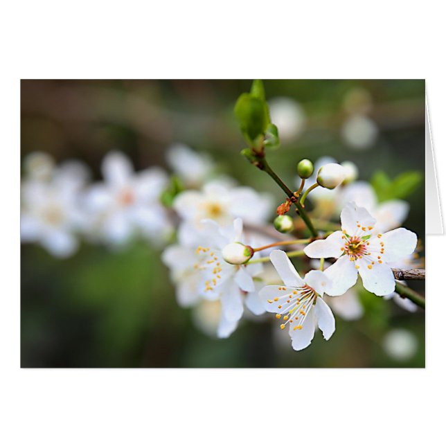 Cartão Uma abertura de Primavera (Frente Horizontal)