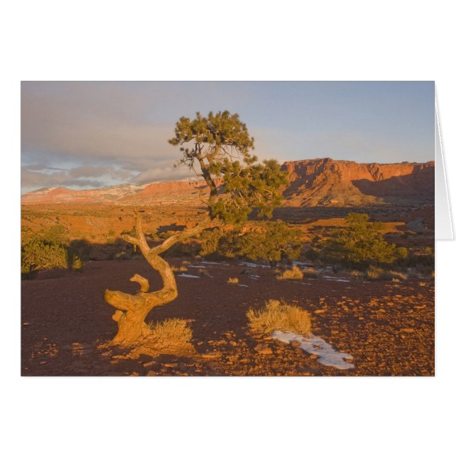 Cartão Uma árvore de Juniperus osteosperma em (Frente Horizontal)