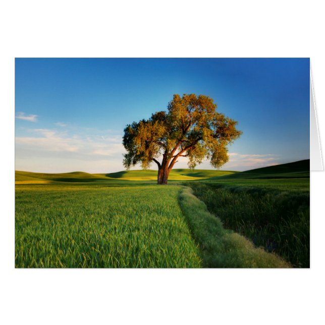 Cartão Uma árvore solitária rodeada por colinas rolantes  (Frente Horizontal)