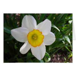 Cartão Uma beleza affodil