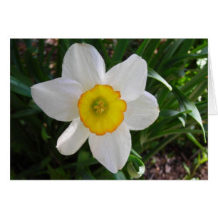 Cartão Uma beleza affodil