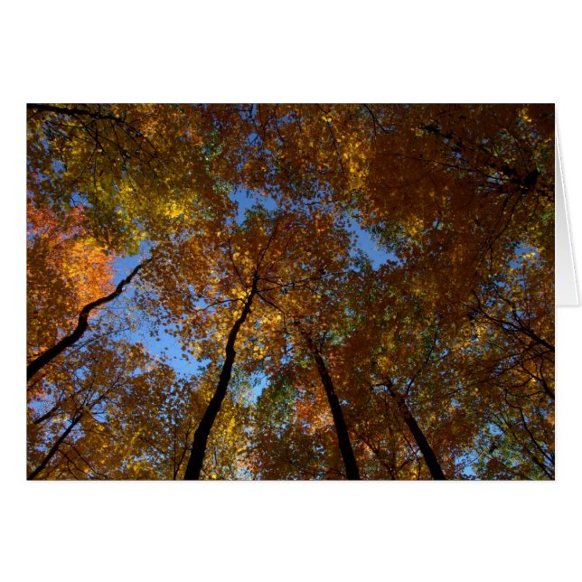 Cartão Uma Caminhada Em Charleston Cai #18 (Frente Horizontal)