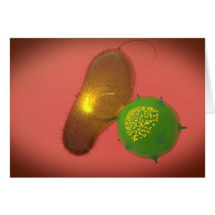 Cartão Uma Célula Assassina Natural Injeta Toxina