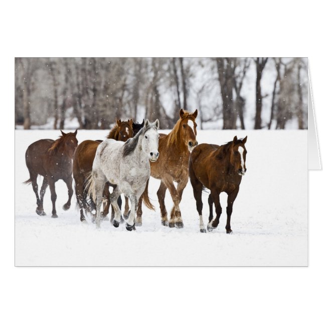 Cartão Uma cena de inverno de corrida (Frente Horizontal)