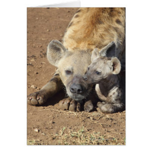 Cartão Uma fêmea manchou a hiena e o seu filhote, Kruger