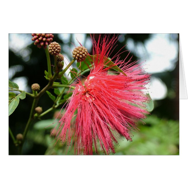 Cartão Uma flor chamada Phoenix (Frente Horizontal)